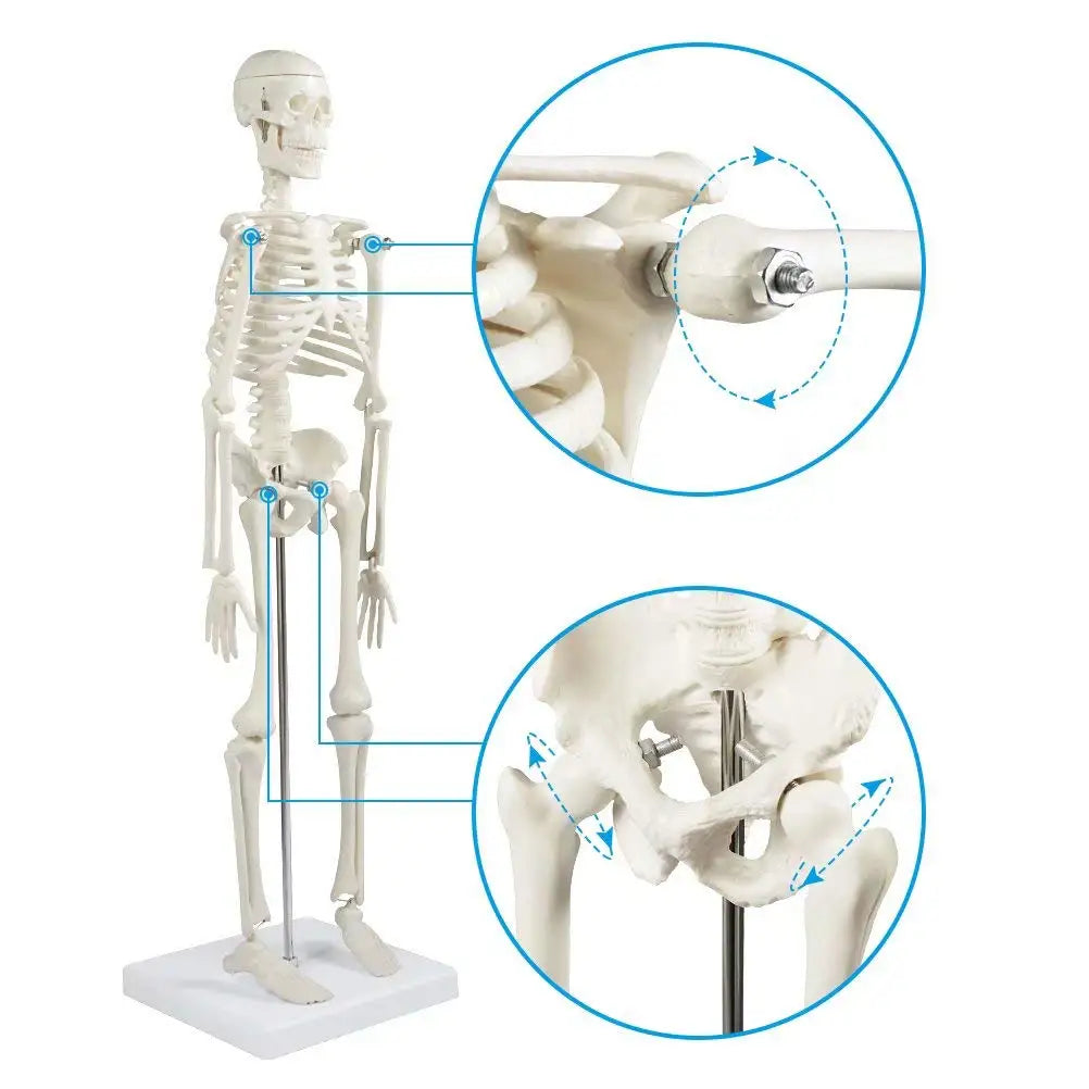 Human Skeleton Model Anatomy Human Body Model Joint Movable Removable Medical Model Teaching Desktop Ornament Halloween Decor
