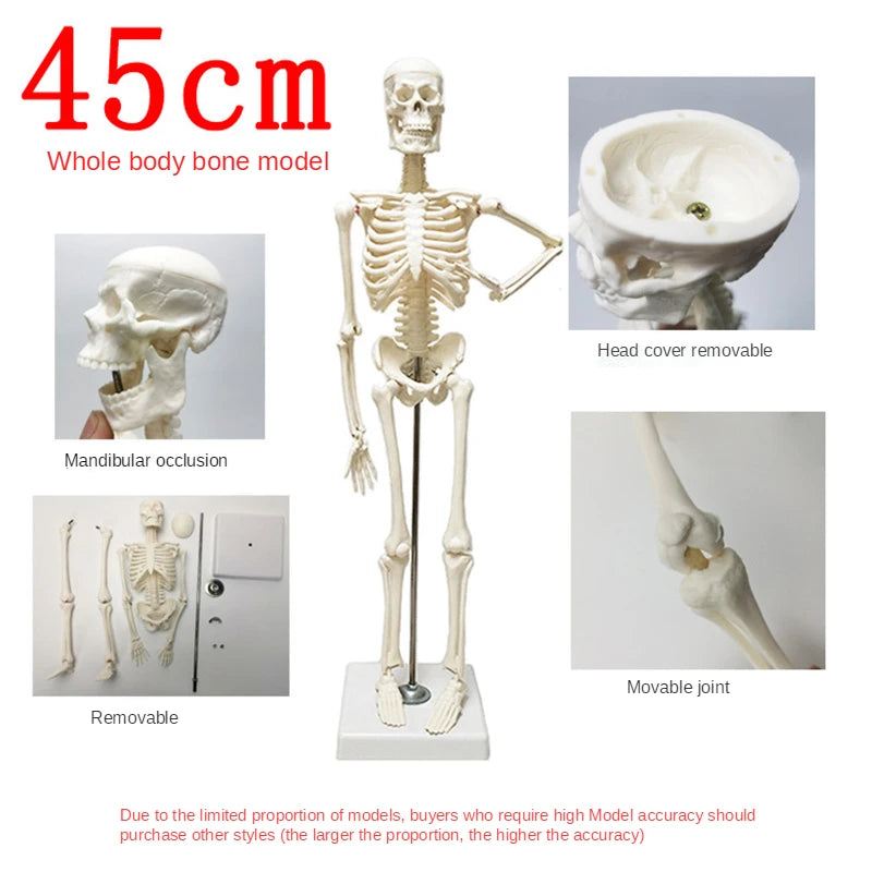 Human Skeleton Model Anatomy Human Body Model Joint Movable Removable Medical Model Teaching Desktop Ornament Halloween Decor