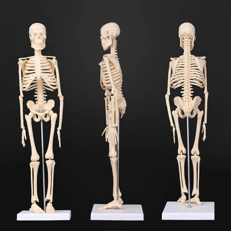 Human Skeleton Model Anatomy Human Body Model Joint Movable Removable Medical Model Teaching Desktop Ornament Halloween Decor