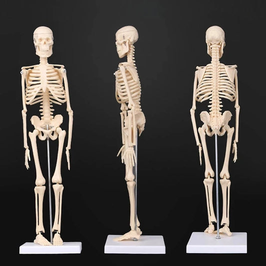 Human Skeleton Model Anatomy Human Body Model Joint Movable Removable Medical Model Teaching Desktop Ornament Halloween Decor