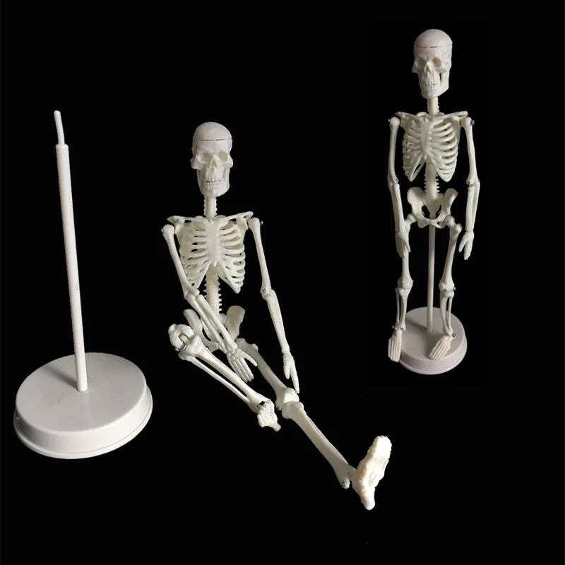 Human Skeleton Model Anatomy Human Body Model Joint Movable Removable Medical Model Teaching Desktop Ornament Halloween Decor