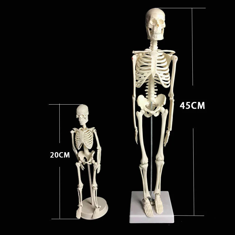 Human Skeleton Model Anatomy Human Body Model Joint Movable Removable Medical Model Teaching Desktop Ornament Halloween Decor